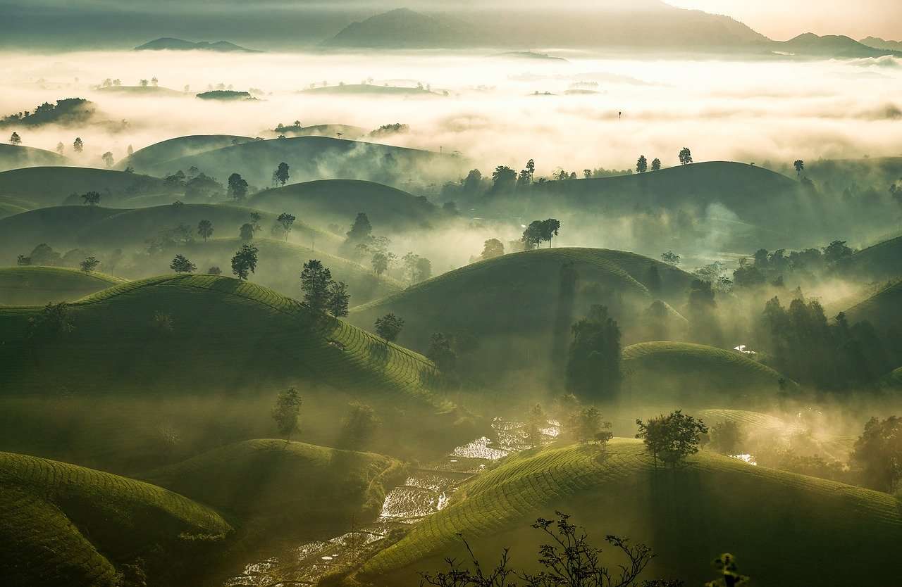 Scenic misty green hills at sunrise with scattered trees, soft sunlight, and fog layers