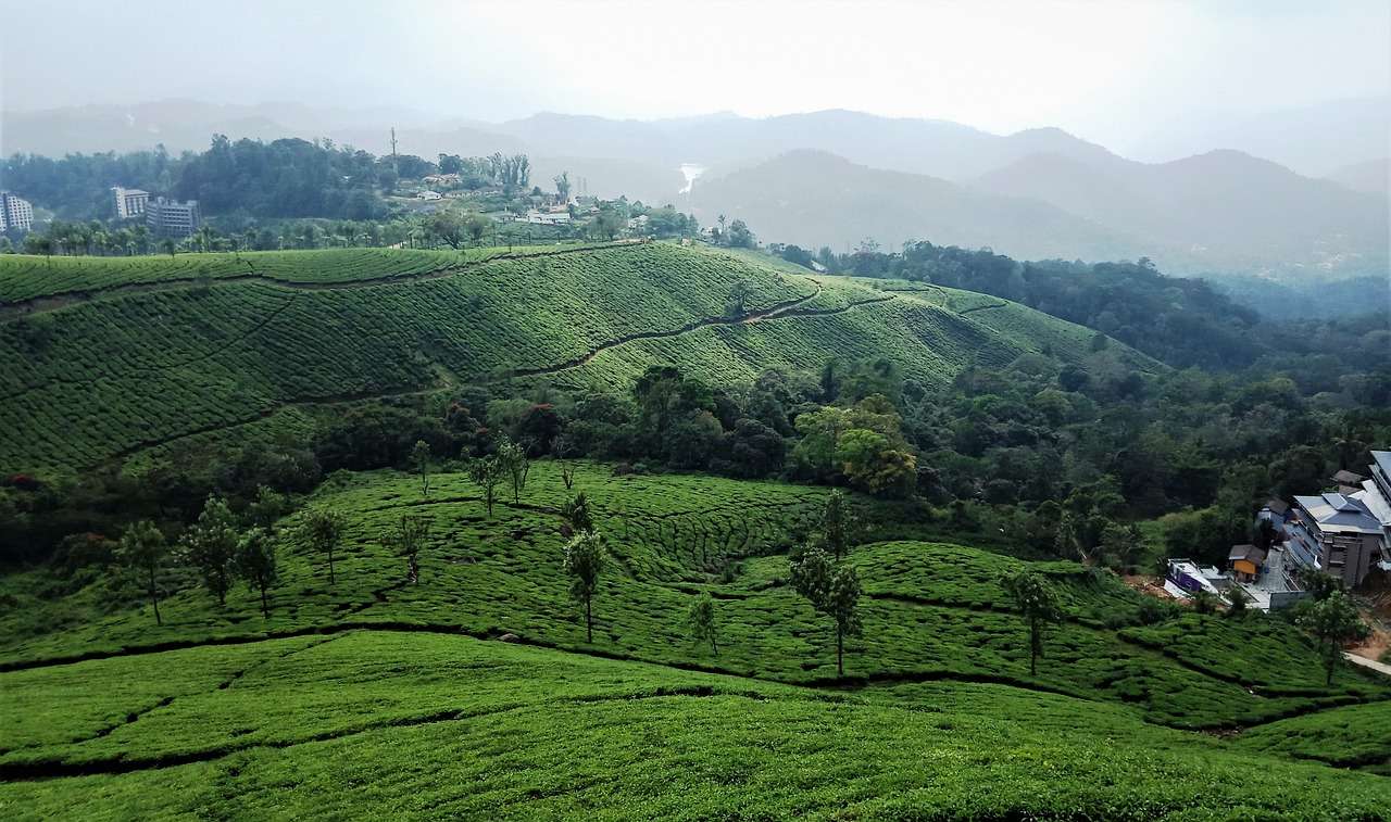 Scenic tea plantations on rolling hills in Kerala with mountain backdrop